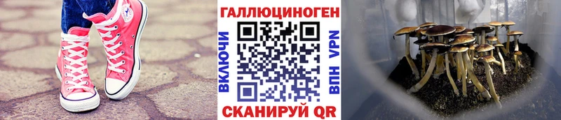 Галлюциногенные грибы MAGIC MUSHROOMS  Купить где  Кисловодск 